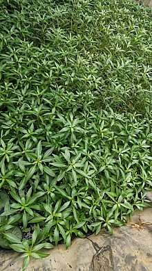 ��� ��� ����� ������ ��� ������� �����