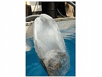 ���� ����� ��� ����� OASE  