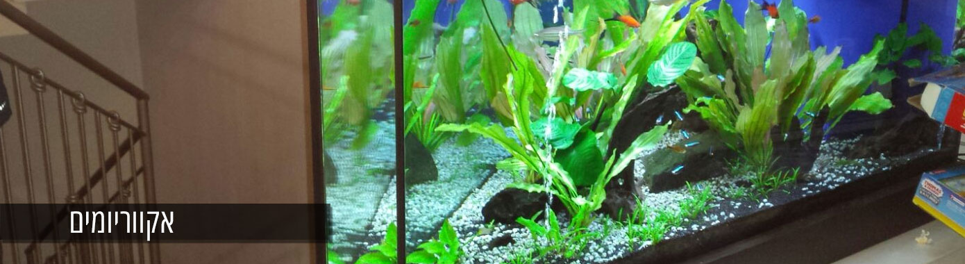 אקווריומים