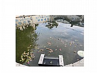 סקימר לניקוי בריכות נוי ודגים על רגל OASE AQUASKIM 40
