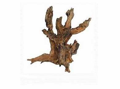 ��� ����� ���������