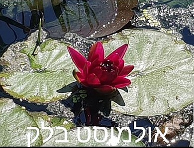 צמח מים ואנה ויזה צמח מים ואנה ויזה