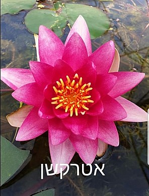 צמח מים אולמוסט בלק צמח מים אולמוסט בלק