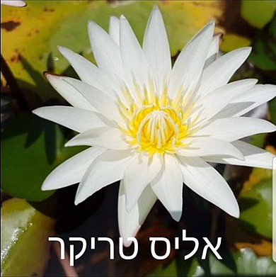 צמח מים צמח מים