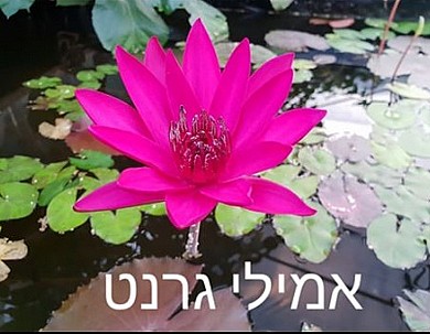 צמח מים אליס טריקר צמח מים אליס טריקר
