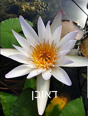 צמח מים ג'וי טומסק צמח מים ג'וי טומסק