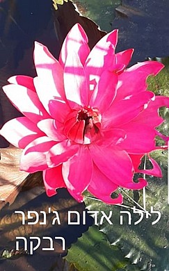 צמח מים הולנדיה צמח מים הולנדיה