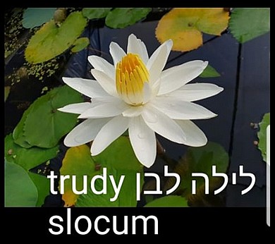 צמח מים לילה אדום ג'נפר ריבקה צמח מים לילה אדום ג'נפר ריבקה