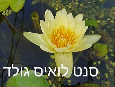 צמח מים לילה לבן צמח מים לילה לבן