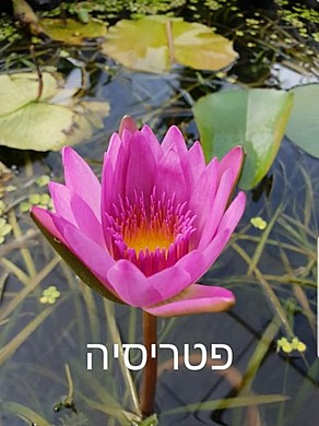 צמח מים סנט לואיס גולד צמח מים סנט לואיס גולד