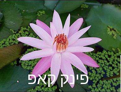 צמח מים פטריסיה צמח מים פטריסיה