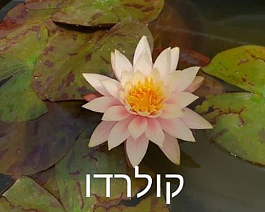 צמח מים פנמה פסיפיק צמח מים פנמה פסיפיק
